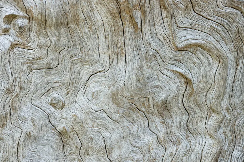 Found this dead tree in the botanic gardens of Kirstenbosch - fascinating pattern