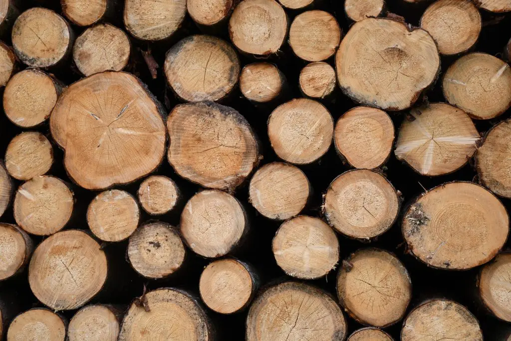 Some wood cut of trees, laying in the forest while the sun is shining in Weinsheim, Germany.