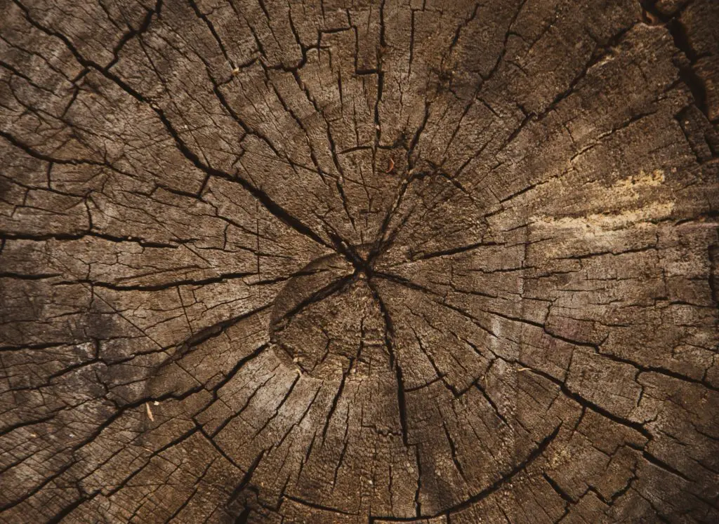Wood texture of cut tree trunk, Tree-rings, close-up background texture