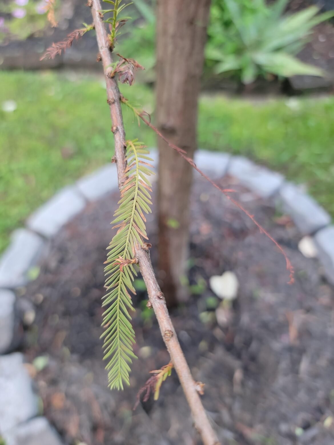 Bald Cypress Turning Brown