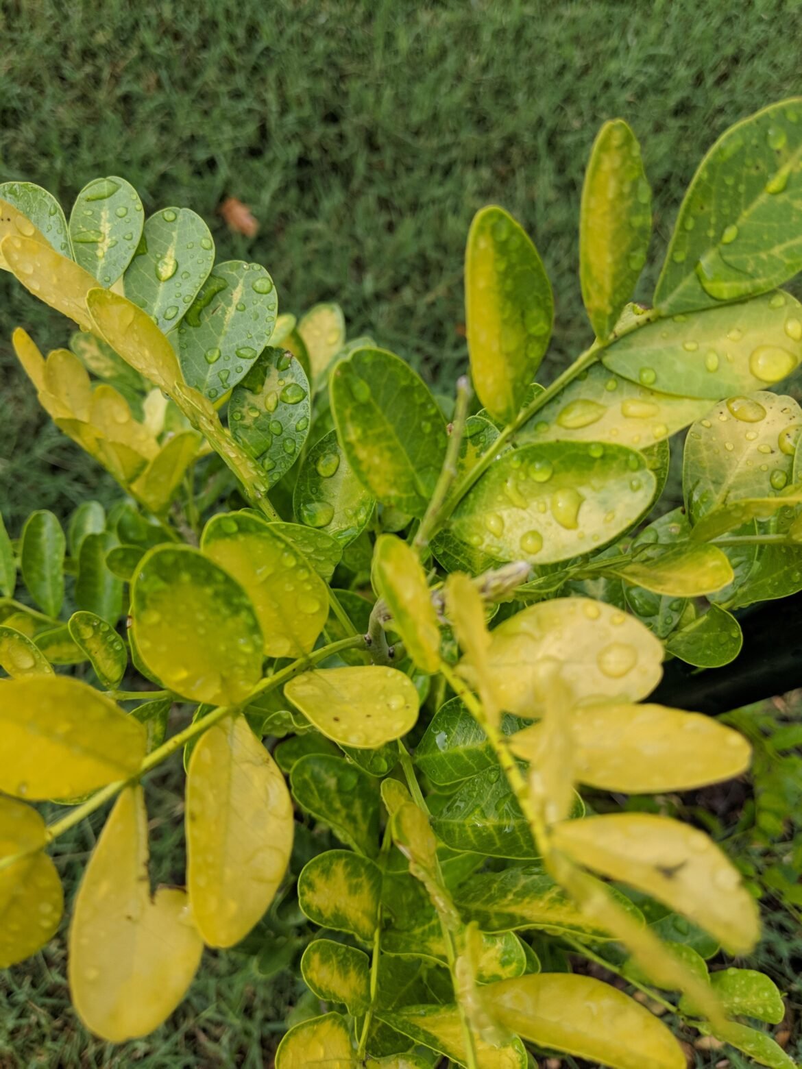 Mountain Laurel Leaves Turning Yellow